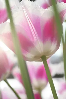 Connie: Tulips, Keukenhoff Gardens, Netherlands