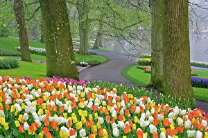 Lisse: Tulips and roadway, Keukenhof Gardens, Lisse