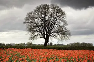 Tulips: Tulips and Tree, OR
