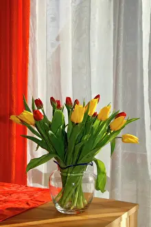 Tables: Tulips (Tulipa) in the living room, spring