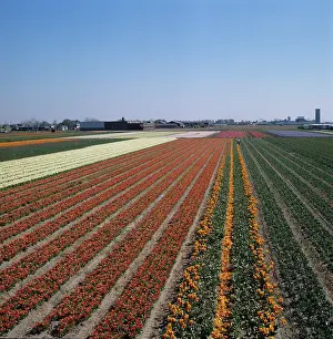 Bulbfield: Tulips (Tulipa sp.)