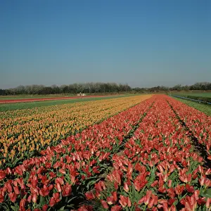 Bulbfield: Tulips (Tulipa sp.)