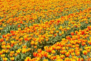 Tulips: Tulips (Tulipa sp) in field, Noord Holland, The