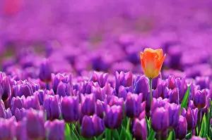 Differently: Tulips (Tulipa sp.), Lisse, South Holland, Holland