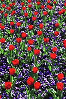 Constance: Tulips and violets, Mainau Island, Constance, Germany