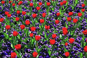Constance: Tulips and violets, Mainau Island, Constance, Germany
