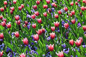 Constance: Tulips and violets, Mainau Island, Constance, Germany