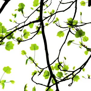 Liriodendron: Tuliptree