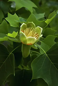 Liriodendron: Tuliptree