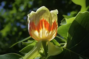 Liriodendron: Tuliptree