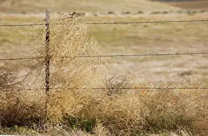 Salsola: Tumbleweed - caught on barbed-wire fence