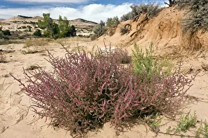 Subsp: Tumbleweed / Prickly Russian Thistle / Russian Thistle