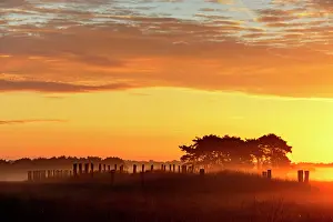 Amidst: Tumulus amidst the heather of the Regte heide at sunrise