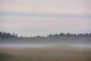 Juli: Tumulus on the Regte heide in morning mist