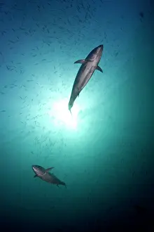 Tunas: Tuna Fish