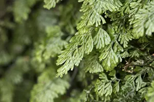 Golitha: Tunbridge Filmy Fern - Golitha Falls - Cornwall - UK