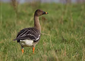 Linden: Tundra Bean Goose