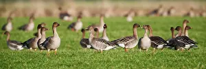 Fabalis: Tundra Bean Goose
