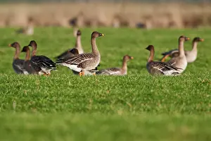 Fabalis: Tundra Bean Goose