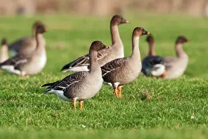 Fabalis: Tundra Bean Goose