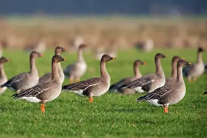 Fabalis: Tundra Bean Goose
