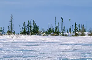 Stunted: Tundra - conifers showing stunted growth