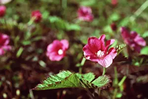 Andrey Zvoznikov: TUNDRA FLOWER - Artic Raspberry
