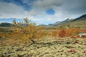 Dovrefjell: Tundra Landscape - in autumn colour