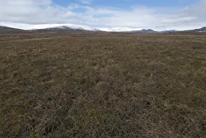 Nome: Tundra and mountains in early summer