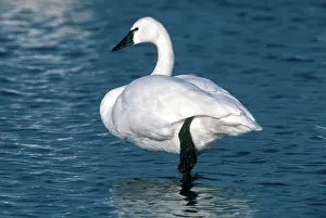Columbianus: Tundra Swan