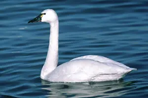 Columbianus: Tundra Swan