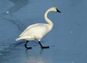 Webbed: Tundra Swan