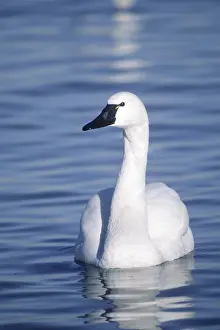 Columbianus: Tundra Swan