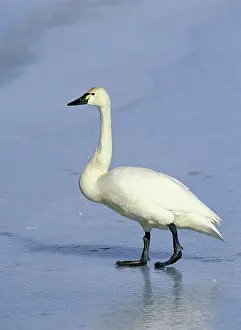 Columbianus: Tundra Swan
