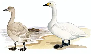Columbianus: Tundra Swan
