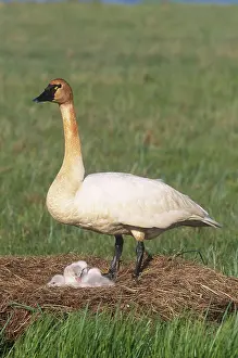 Cygnet: Tundra Swan on nest