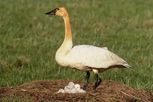 Cygnet: Tundra Swan at nest with cygnets