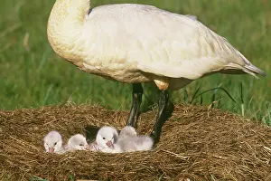 Cygnet: Tundra Swan at nest with cygnets