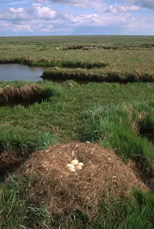 Yukon: Tundra Swan Nest with Eggs
