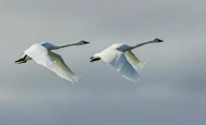 Migration: Tundra swan pair flying over the arctic tundra of Northern