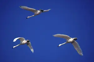 Columbianus: Tundra Swans