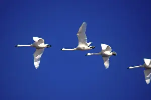 Columbianus: Tundra Swans