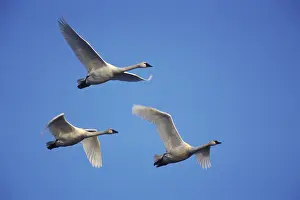 Flyway: Tundra Swans