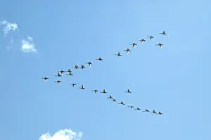 Whistling: Tundra Swans