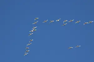 Whistling: Tundra Swans