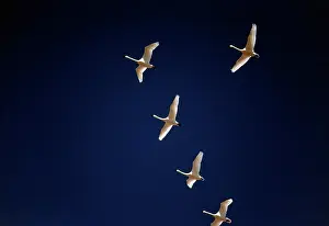 Lancaster: Tundra Swans