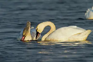 Columbianus: Tundra Swans