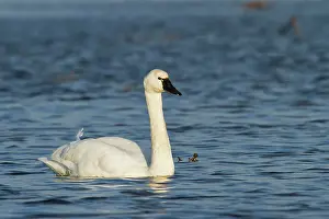Columbianus: Tundra Swans
