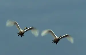 Flyway: Tundra Swans (Cygnus columbianus) in flight