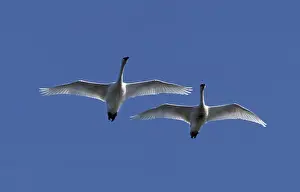 Flyway: Tundra Swans (Cygnus columbianus) in flight